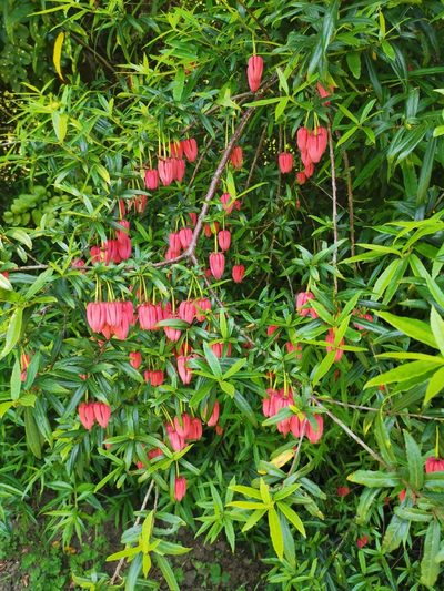 Crinodendron hookerianum, photographed by Inao Vasquez