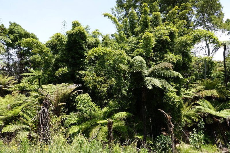 Bambusa oldhamii, photographed by Jacqui Geux