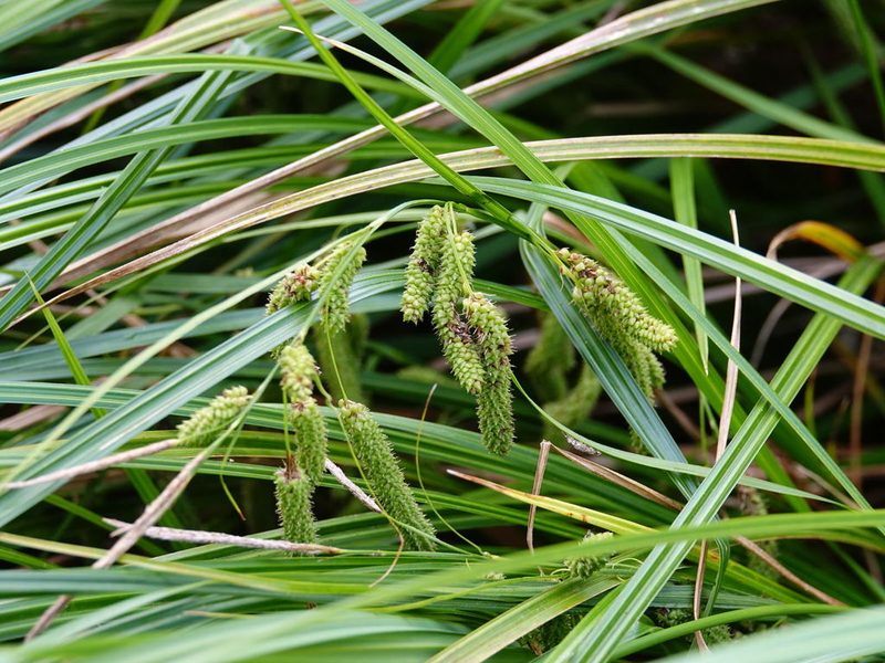 Carex lessoniana, photographed by Jacqui Geux