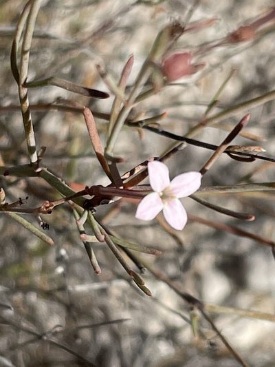 Stenotis brevipes, photographed by Sula Vanderplank