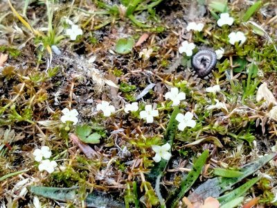 Hydrogalium perpusillum, photographed by John Barkla