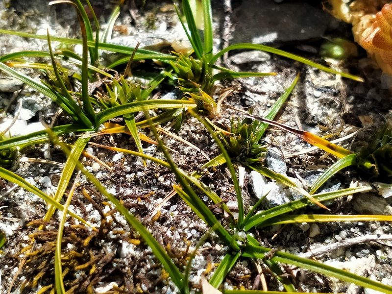 Carex resectans, photographed by John Barkla