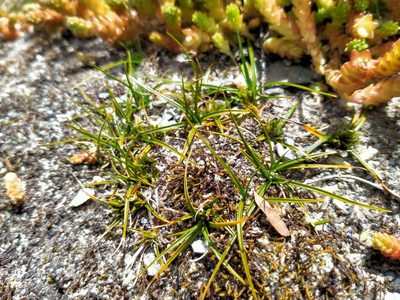 Carex resectans, photographed by John Barkla