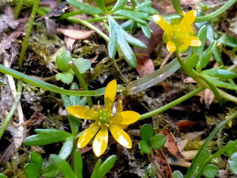 Ranunculus glabrifolius, photographed by John Barkla