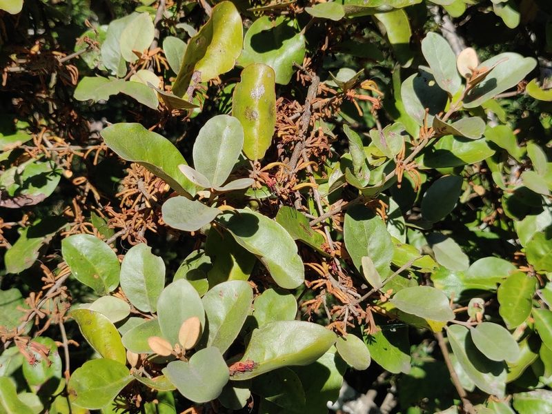 Scurrula parasitica, photographed by T R Shankar Raman