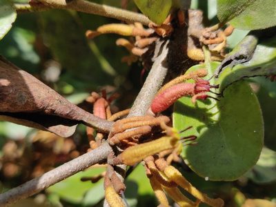 Scurrula parasitica, photographed by T R Shankar Raman