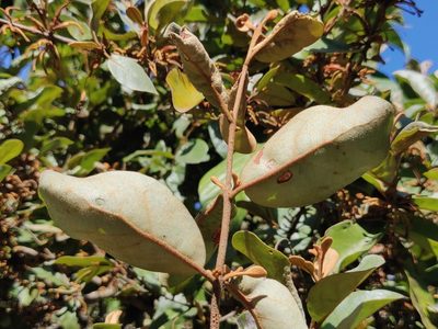 Scurrula parasitica, photographed by T R Shankar Raman