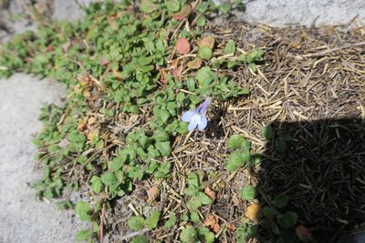 Lobelia boivinii, photographed by Diana Studer