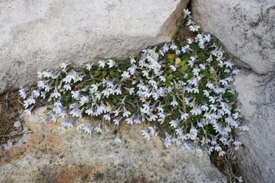 Lobelia boivinii, photographed by Diana Studer