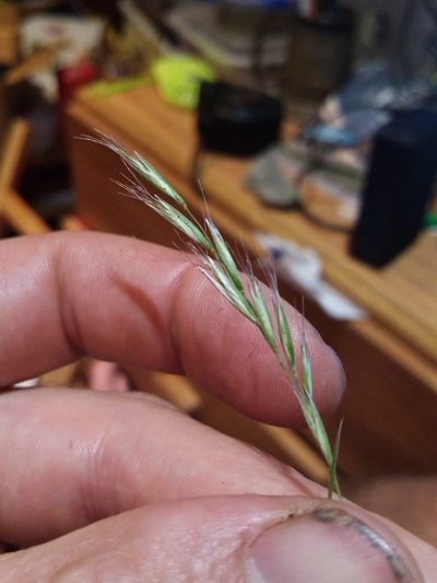 Rytidosperma clavatum, photographed by Joe Potter Butler
