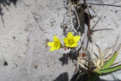 Crassula dichotoma, photographed by Diana Studer
