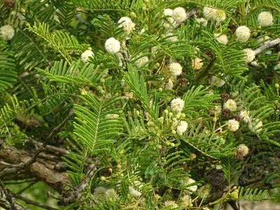 Vachellia sieberiana, photographed by Shaun Swanepoel