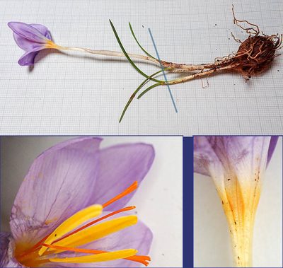 Crocus thomasii, photographed by Golfopolikayak