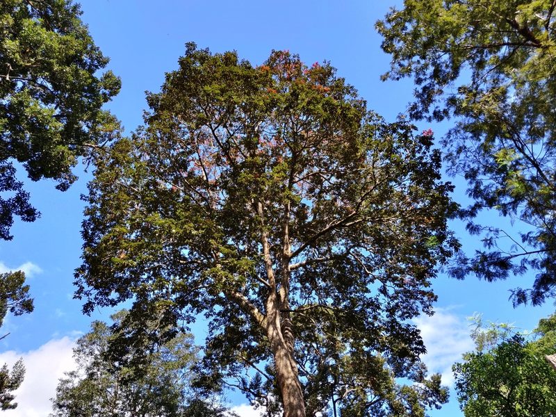 Canarium strictum, photographed by T R Shankar Raman