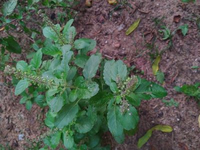 Ocimum tenuiflorum, photographed by Navaneeth Sini George