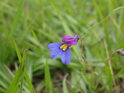 Monopsis decipiens, photographed by Mahomed Desai
