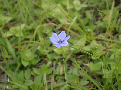 Aristea abyssinica, photographed by Mahomed Desai