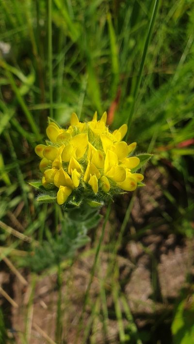 Leobordea foliosa, photographed by Aaliyah Motala