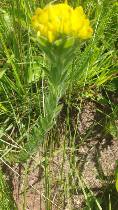Leobordea foliosa, photographed by Aaliyah Motala