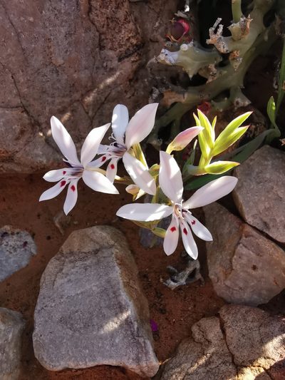 Lapeirousia fabricii, photographed by Kai.Munting.Tankwa
