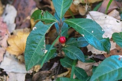 Ardisia japonica, photographed by WATANABE Hitoshi 渡辺仁