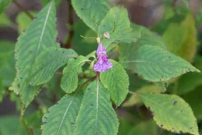 Impatiens textorii, photographed by WATANABE Hitoshi 渡辺仁