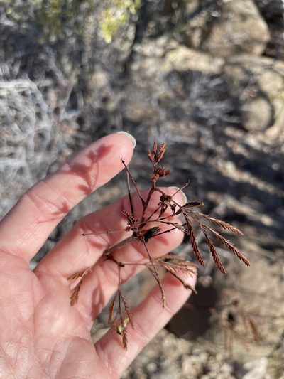 Desmanthus fruticosus, photographed by Sula Vanderplank