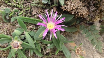 Delosperma sutherlandii, photographed by Aaliyah Motala