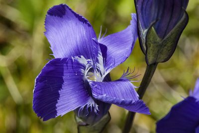 Gentianopsis thermalis, photographed by Cecelia Alexander