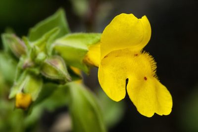 Erythranthe minor, photographed by Cecelia Alexander