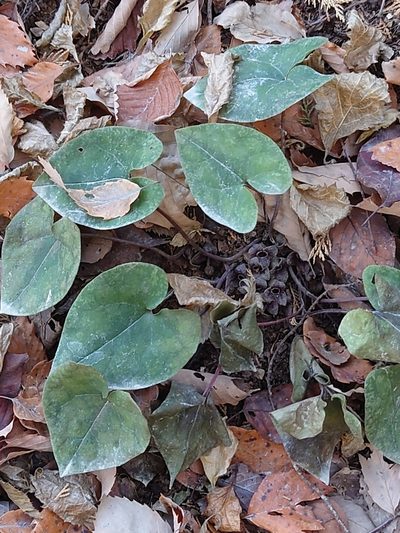 Asarum nipponicum, photographed by WATANABE Hitoshi 渡辺仁