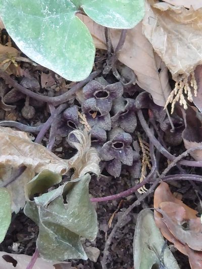 Asarum nipponicum, photographed by WATANABE Hitoshi 渡辺仁