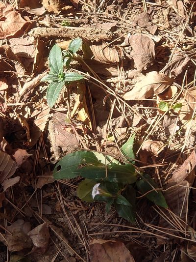 Tripterospermum trinervium, photographed by WATANABE Hitoshi 渡辺仁