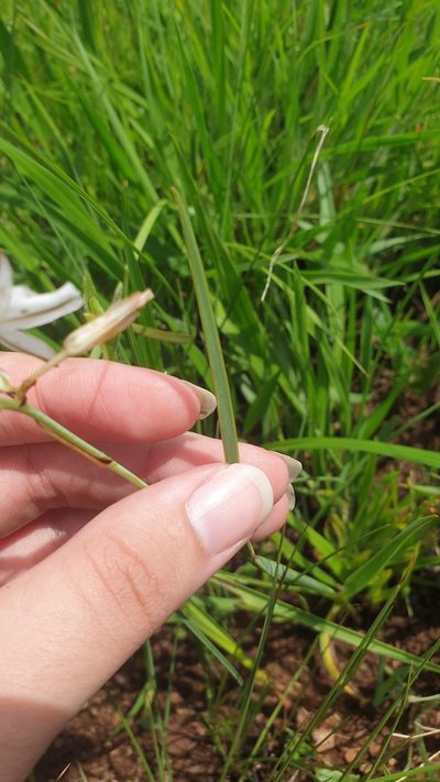 Chlorophytum angulicaule, photographed by Aaliyah Motala