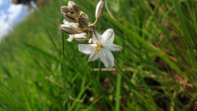 Chlorophytum angulicaule, photographed by Aaliyah Motala