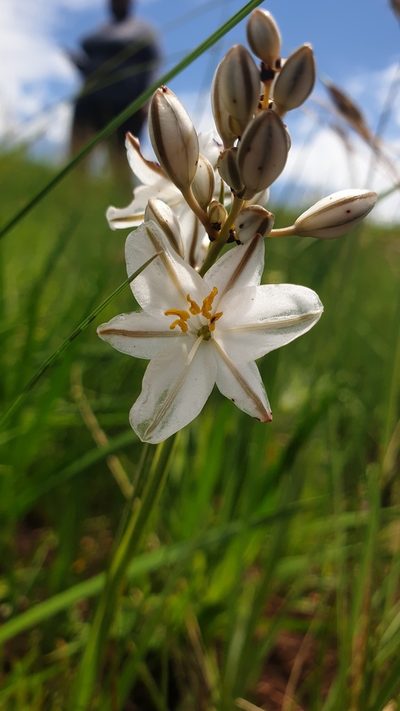 Chlorophytum angulicaule, photographed by Aaliyah Motala