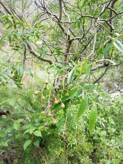 Zanthoxylum coco, photographed by Gonzalo Martinez