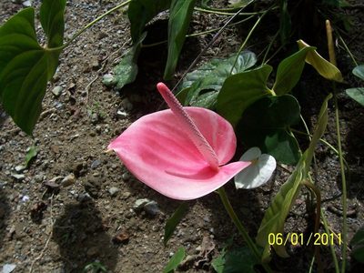 Anthurium andraeanum, photographed by MikeH