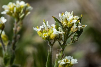 Draba cana, photographed by Cecelia Alexander