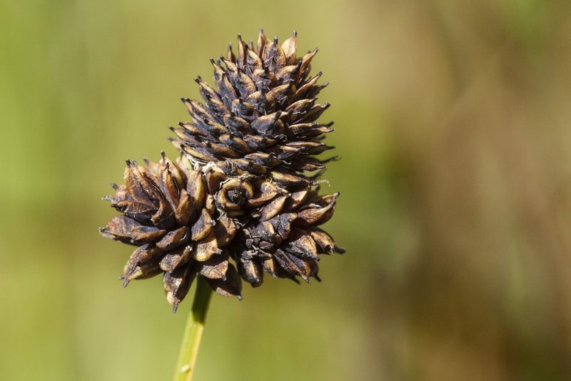 Carex nova, photographed by Cecelia Alexander