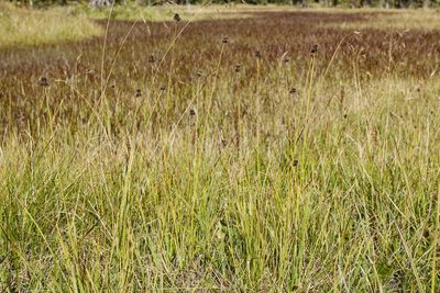 Carex nova, photographed by Cecelia Alexander