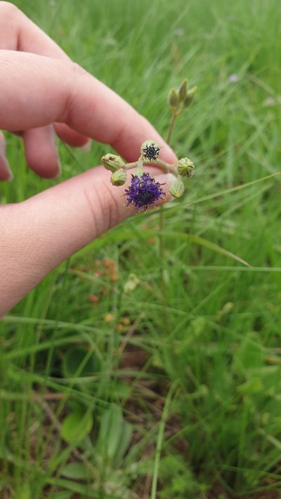 Senecio variabilis, photographed by Aaliyah Motala