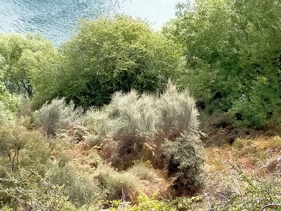 Olearia lineata, photographed by John Barkla