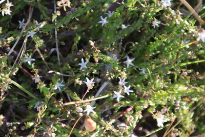 Wahlenbergia parvifolia, photographed by Tony Rebelo