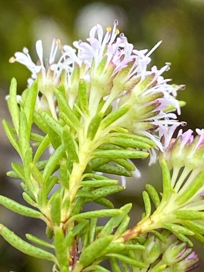 Agathosma virgata, photographed by Dave U