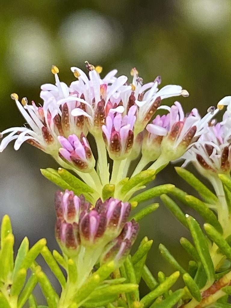 Agathosma virgata, photographed by Dave U