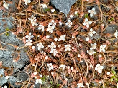 Crassula sinclairii, photographed by John Barkla