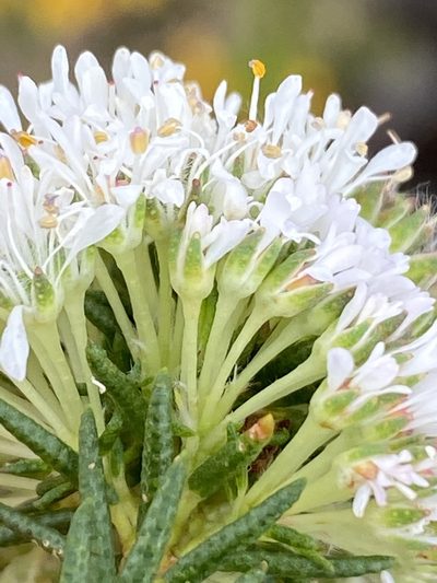 Agathosma virgata, photographed by Dave U