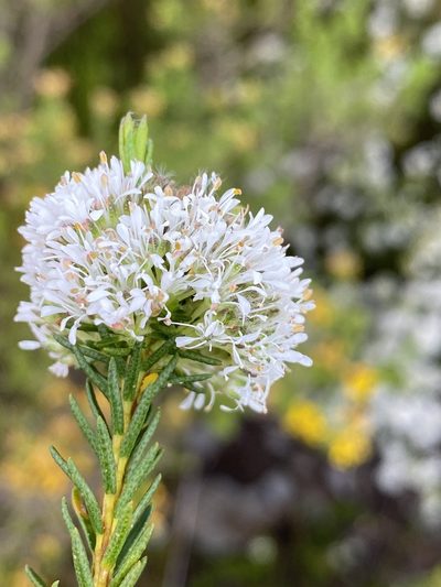 Agathosma virgata, photographed by Dave U