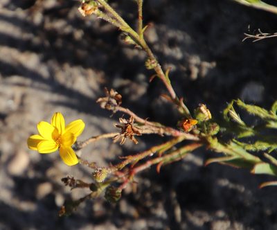 Osteospermum polygaloides, photographed by Tony Rebelo
